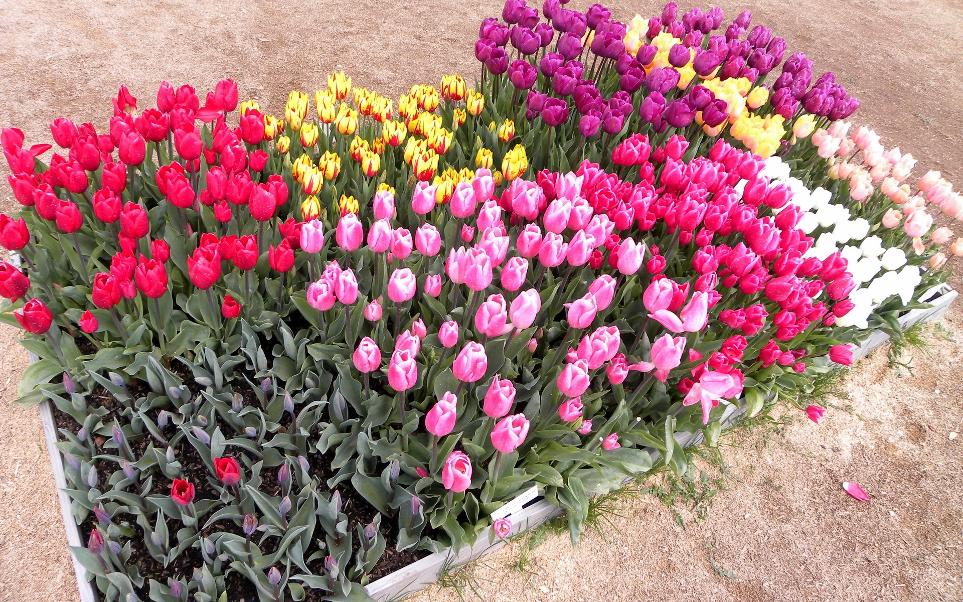 Посадка Тюльпанов По Одному Цветок Фото