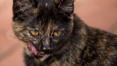 Кошка, морда, пятнистая, лизать