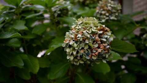 Цветы, куст, ветка