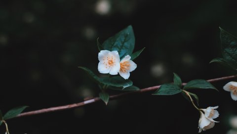Цветы, ветка, лепестки, крупный план