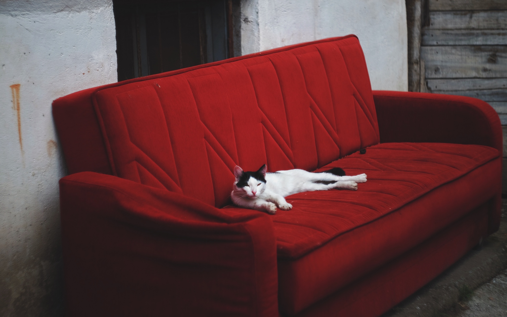 Картинки Кошка, диван, ложь фото и обои на рабочий стол