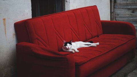 Кошка, диван, ложь