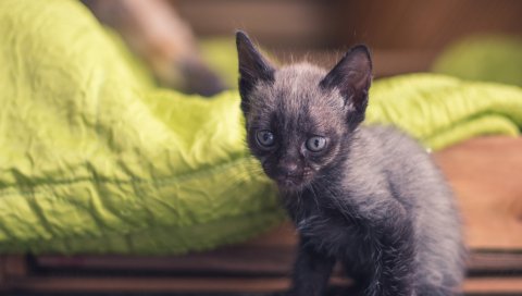 Котенок, ребенок, сидя
