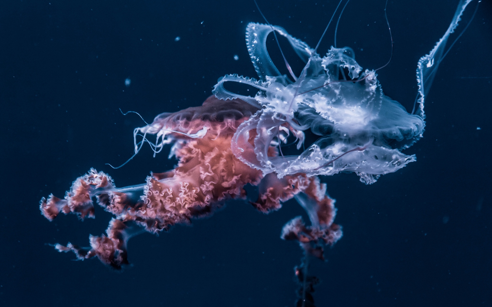 Картинки Медуза, подводный мир, щупальца, океан фото и обои на рабочий стол