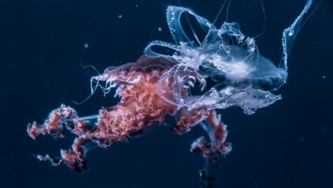 Медуза, подводный мир, щупальца, океан