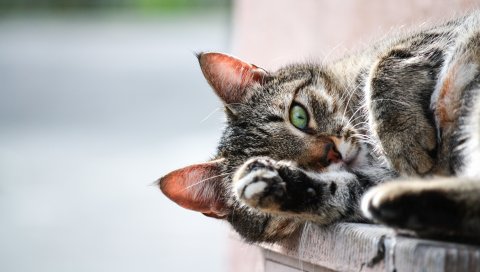Кошка, морда, лапа, ложь