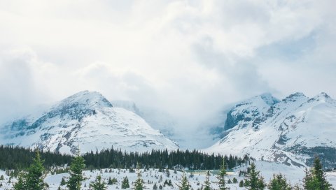 Горы, снег, вершины, деревья, туман