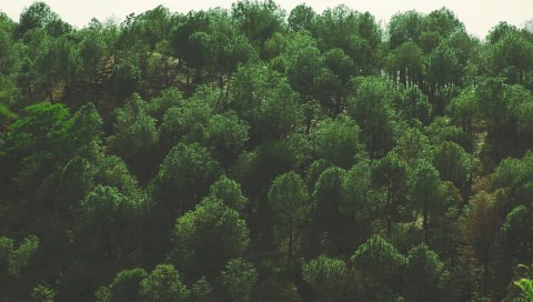 Деревья, вид сверху, листва