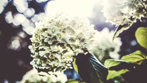 Цветы, лепестки, свет, куст