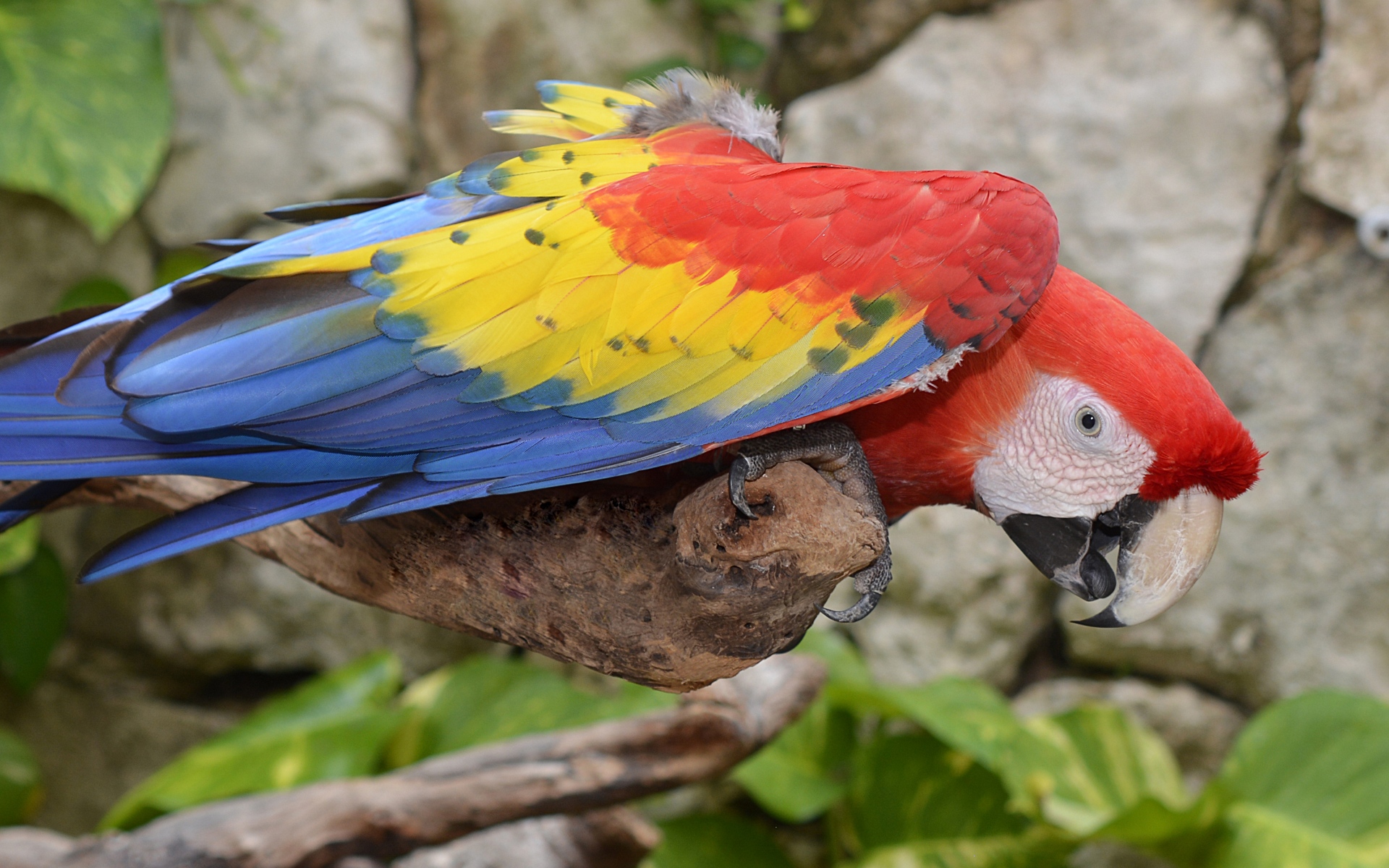 Красноголовый Какаду попугай