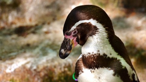 Пингвин, птица, клюв