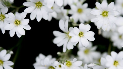 Цветы, растения, почки