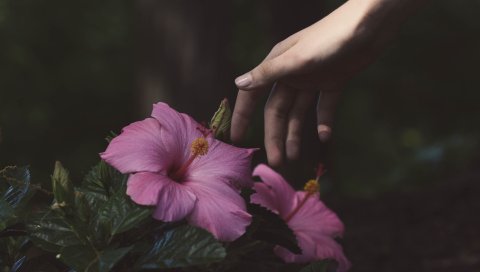 Цветы, рука, куст