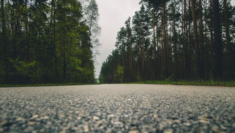Дорога, деревья, макро