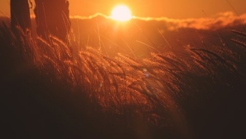 Уши кукурузы, свет, закат