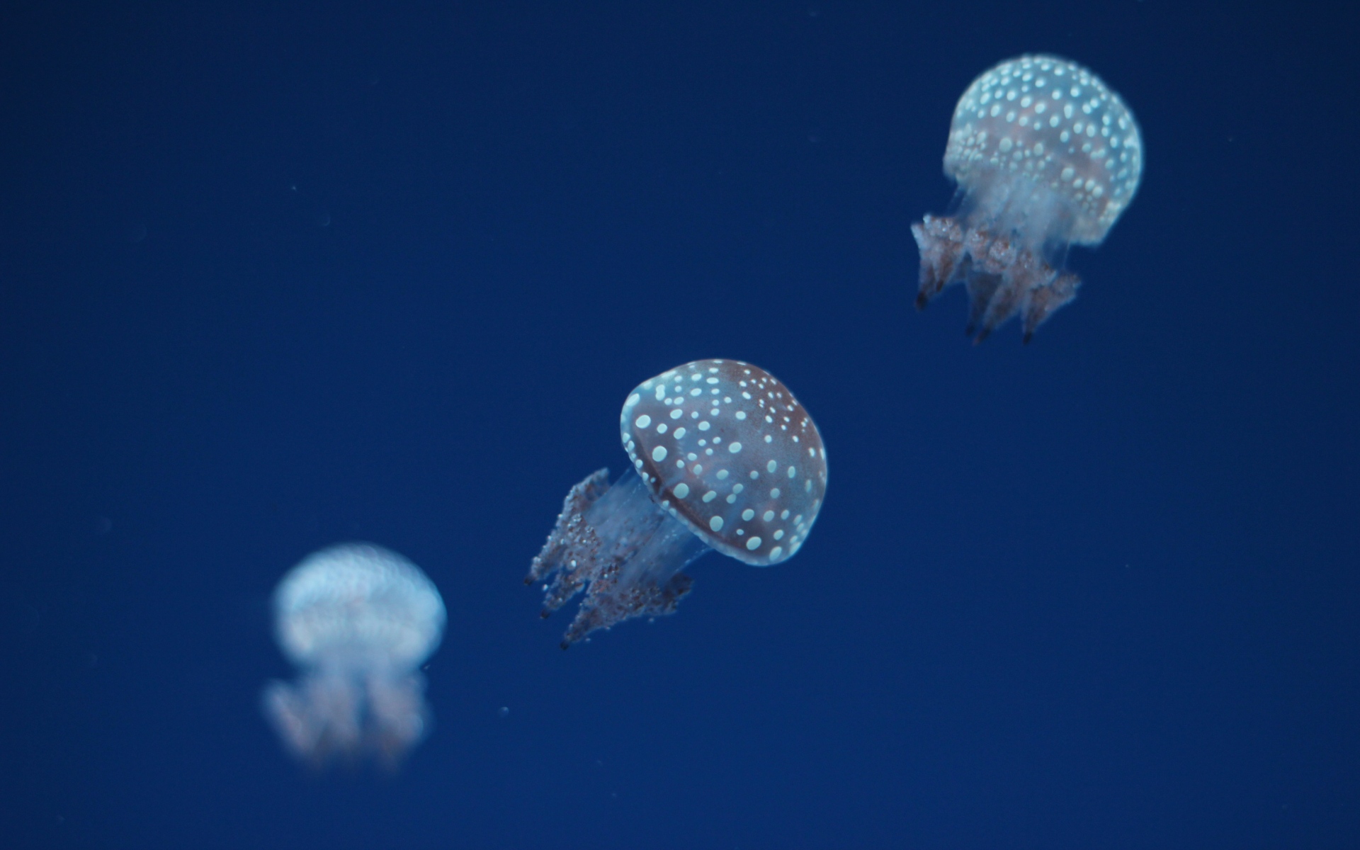 Картинки Медуза, подводный мир, пятна фото и обои на рабочий стол