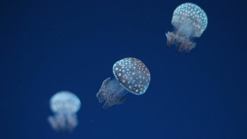 Медуза, подводный мир, пятна