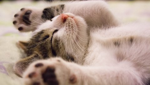 Котенок, лежа, ребенок, мечта