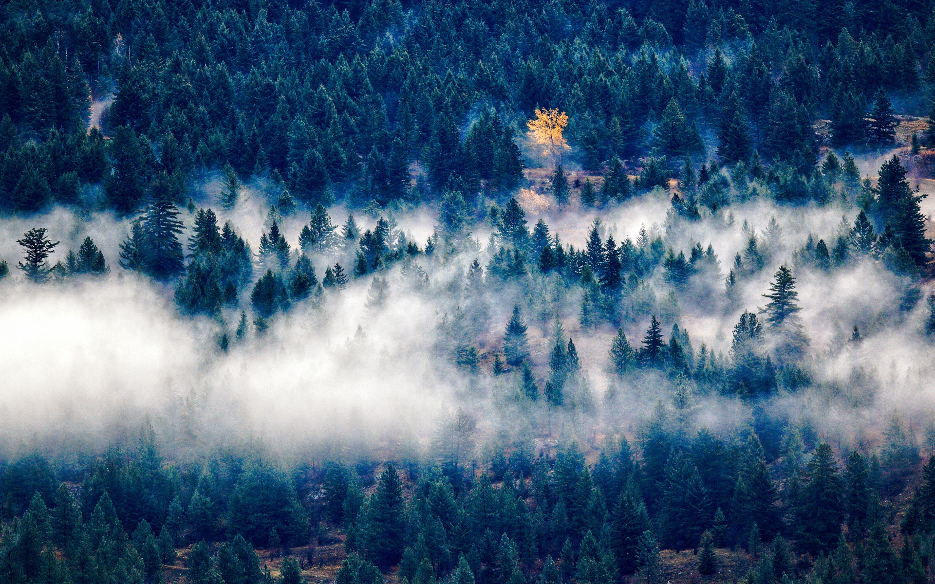 Картинки Деревья, туман, вид сверху фото и обои на рабочий стол