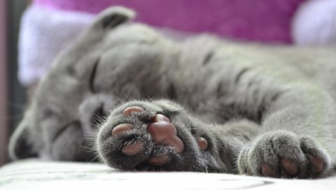 Кошка, лапа, британский