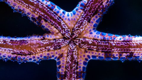 Морские звезды, щупальца, подводный мир