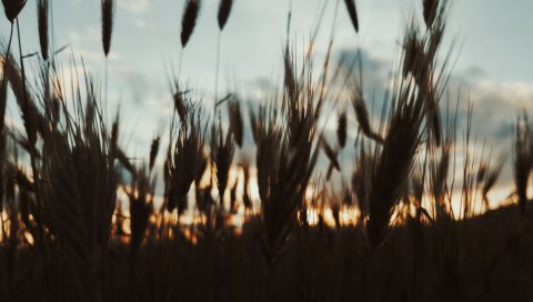 Уши, растения, небо, вечер