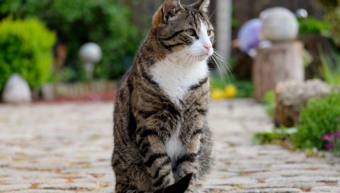 Кот, сидя, полосатый