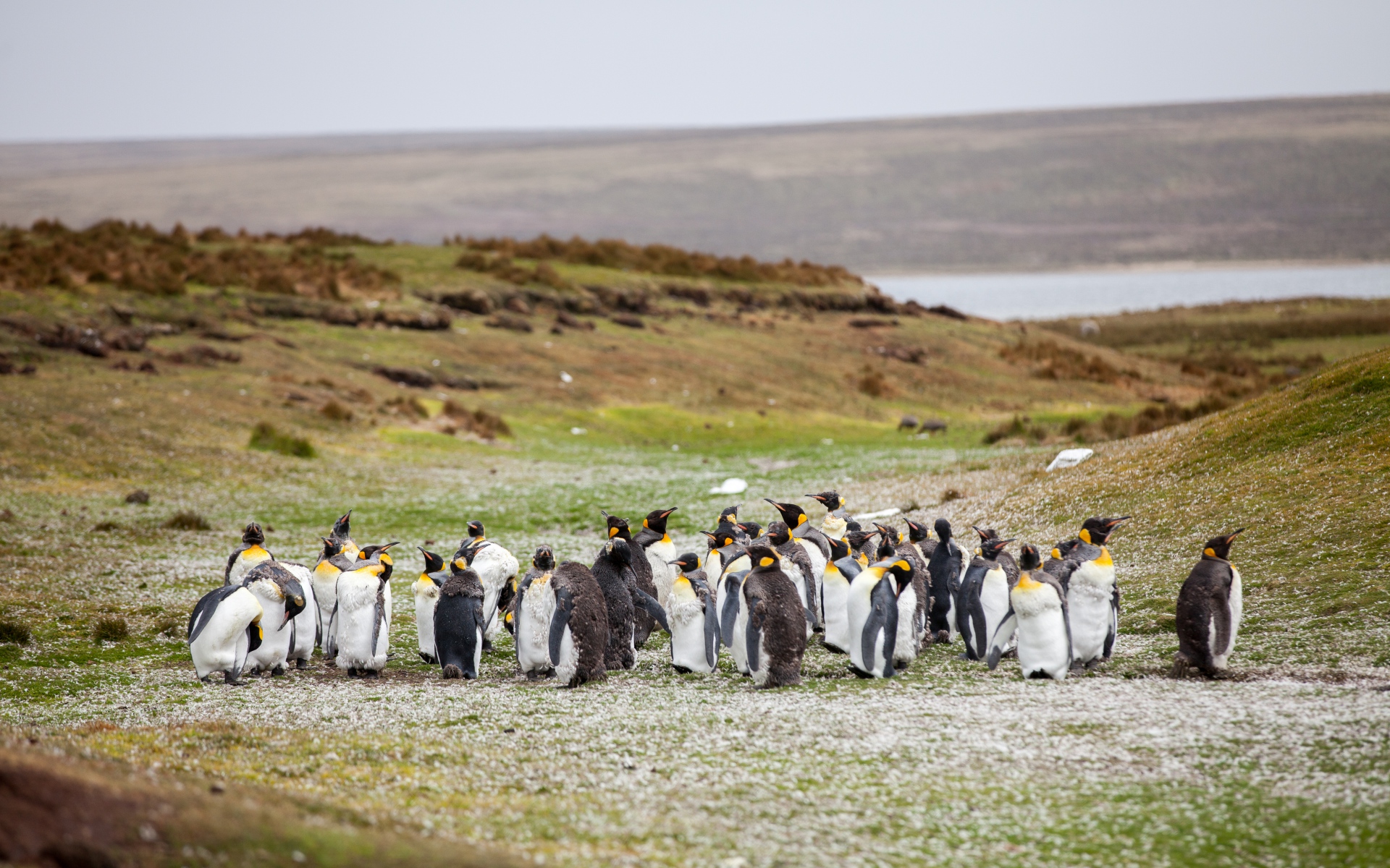 Картинки Пингвины, стадо, трава, берег фото и обои на рабочий стол