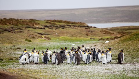 Пингвины, стадо, трава, берег