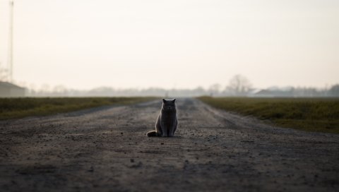 Кошка, британская, дорога, сидит