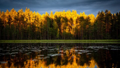 Деревья, озеро, осень, размышления