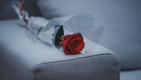 Роза, диван, мебель