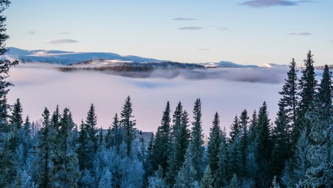 Деревья, снег, зима