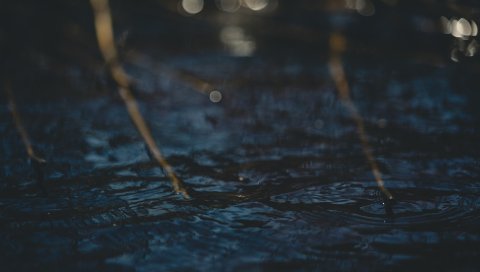 Вода, блики, круги, ветви