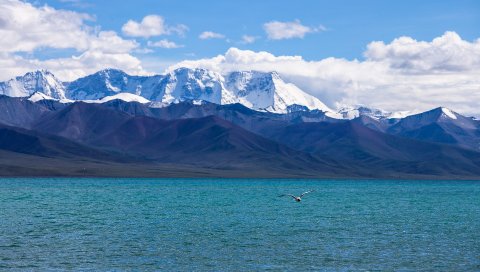 Чайка, море, горы, полет