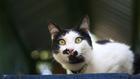 Кошка, пятнистая, морда, красивая