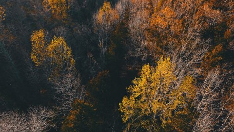 Деревья, вид сверху, осень