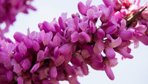 Cercis siliquastrum, цветы, веточка