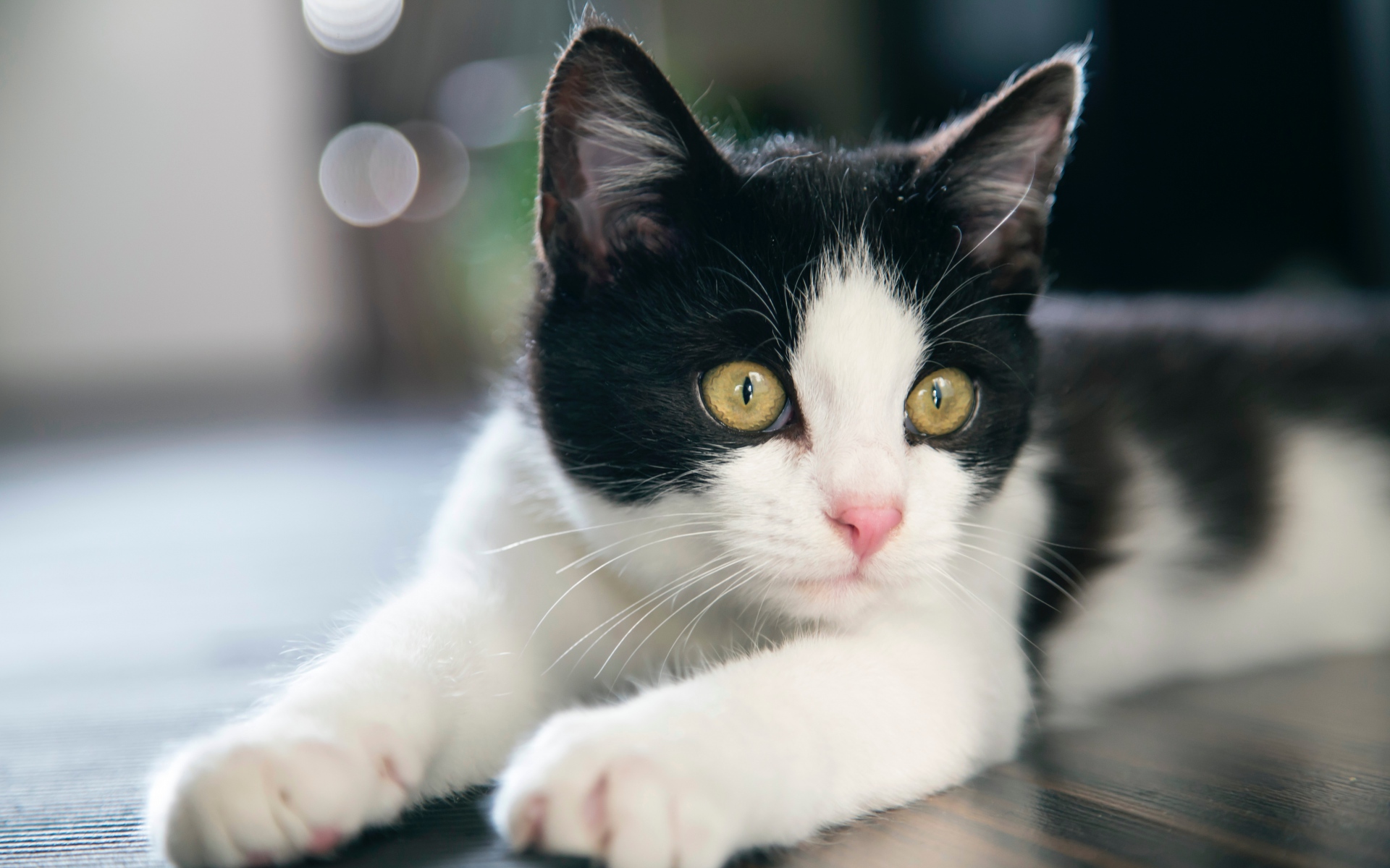Картинки Котенок, кошка, пятнистый фото и обои на рабочий стол
