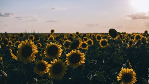 Подсолнухи, поле, вечер