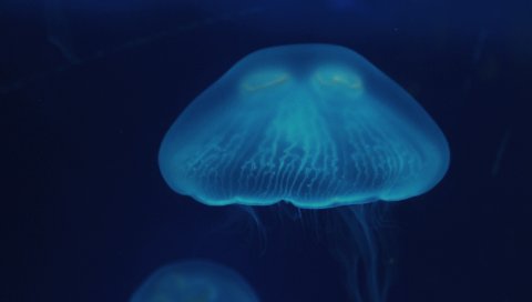 Медуза, крупный план, поверхность, подводный мир