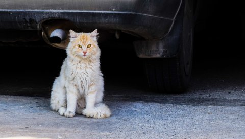 Кошка, пушистая, сидя