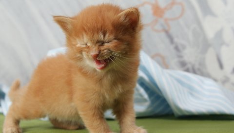 Котенок, крик, ребенок