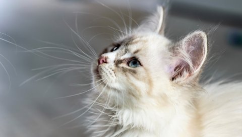 Котенок, кошка, морда, пушистый, взгляд