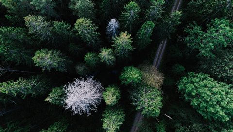 Деревья, вид сверху, дорога
