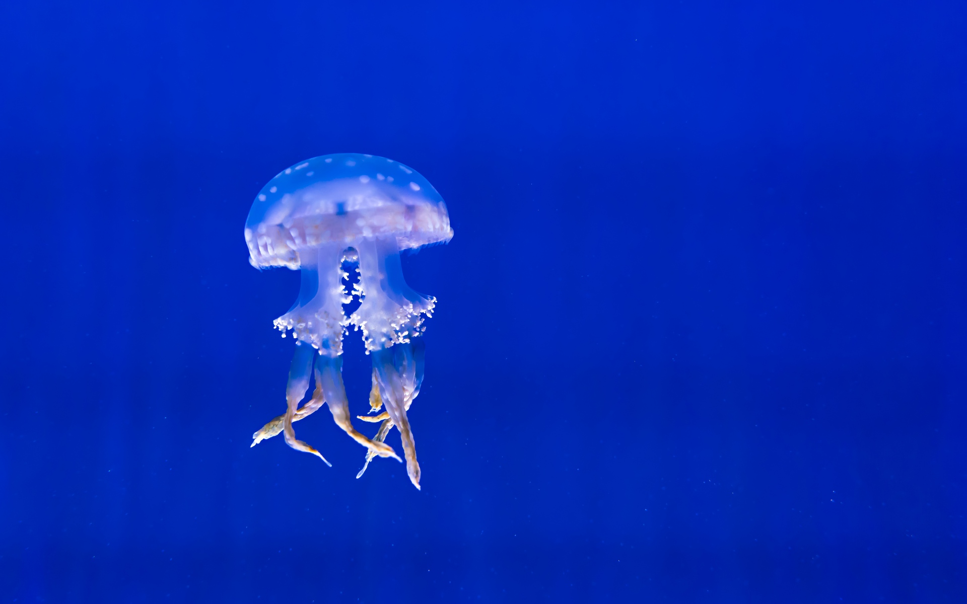 Картинки Медуза, щупальца, плавание, подводный мир фото и обои на рабочий стол