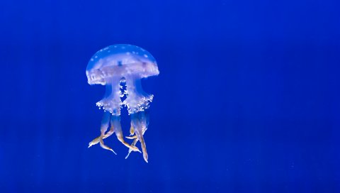 Медуза, щупальца, плавание, подводный мир