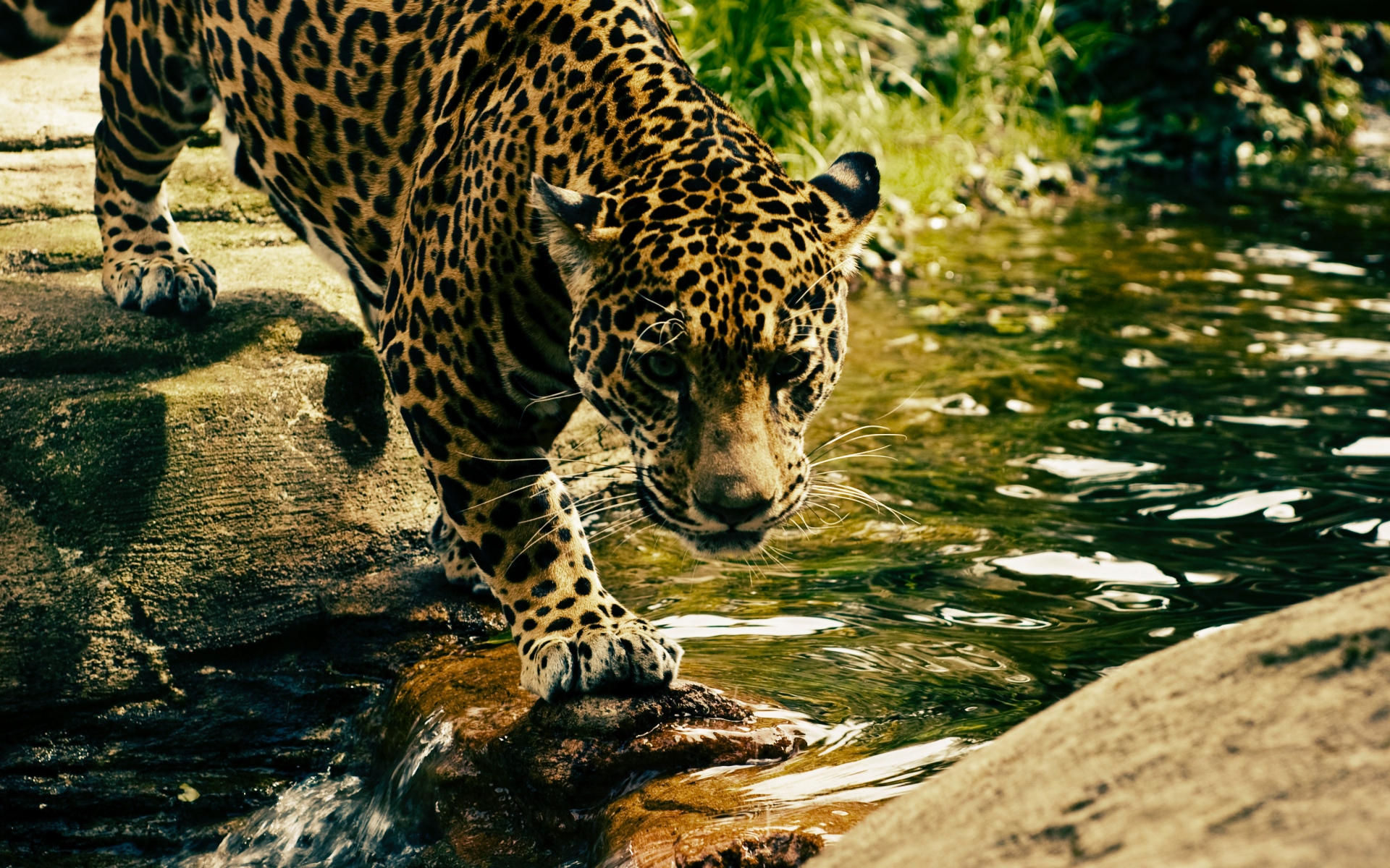 Картинки Леопард, хищник, вода, большой кот фото и обои на рабочий стол