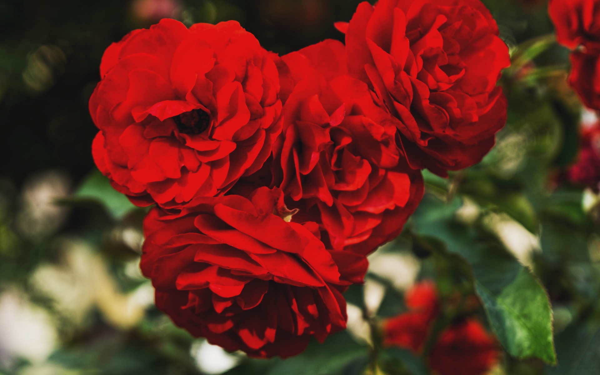 Картинки Красные розы, почки, ветви, лепестки фото и обои на рабочий стол