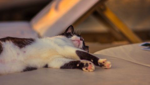 Кошка, лежа, пятнистая, лапы